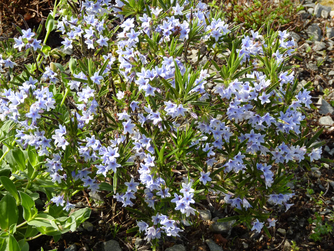 Lithodora zahnii photo